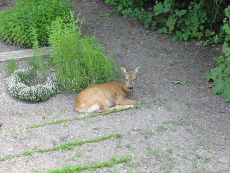 Reh im Garten (2)